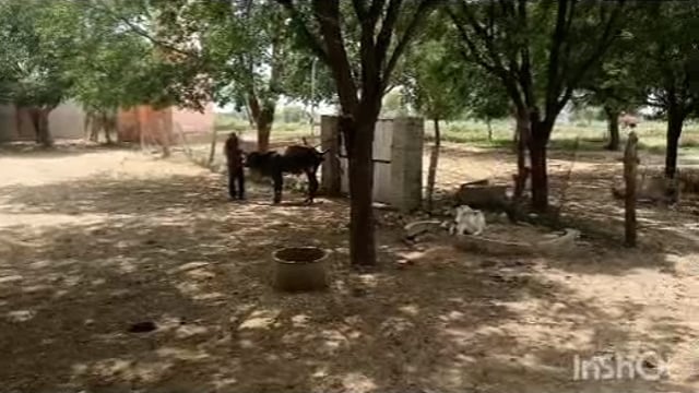 बलदेव ब्लॉक के मडोर बनाई गई अस्थाई गौशाला में तैनात कर्मचारियों को नहीं मिला 4 महीने से वेतन कर्मचारी परेशान