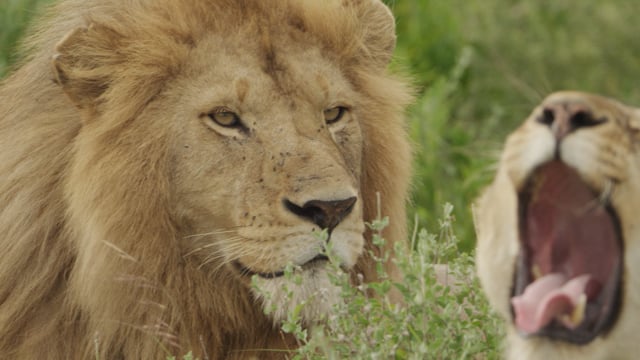 Iconic East Africa