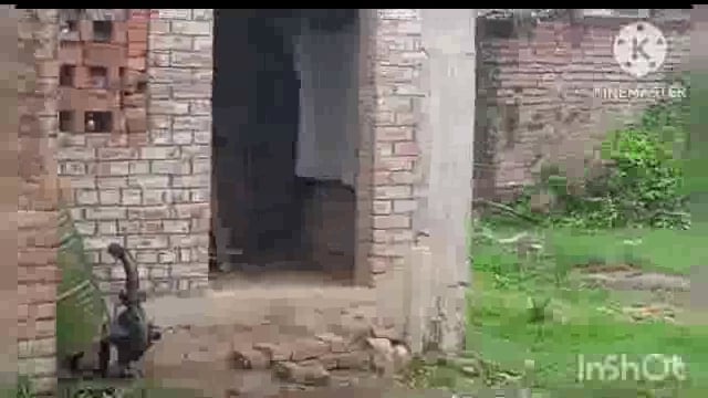 सूरजगढ़ा-सूरजगढ़ा प्रखंड अंतर्गत नंदपुर गांव में बंदरों के आतंक से नंदपुर गांव के किसान है परेशान।