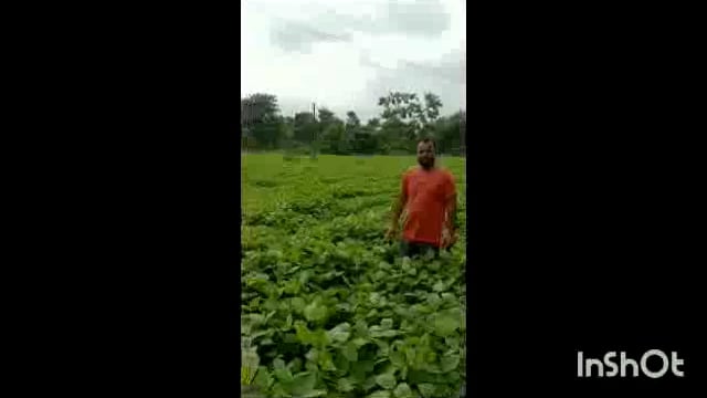 एडब्ल्यूपीएल के प्रोडक्ट का असर सोयाबीन की खेती दिनेश भार्गव आगरा लक्ष्मण सिंह पत्रकार