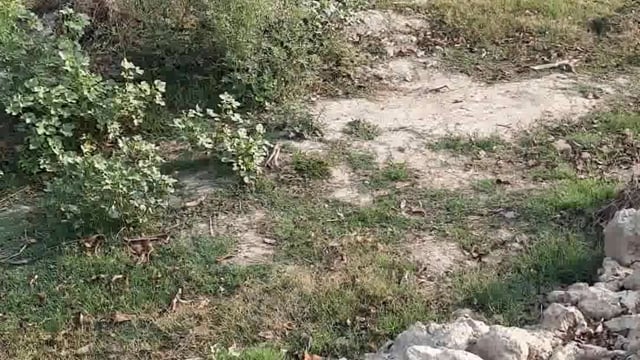 बरियावन में तेज रफ्तार कार चालक ने खोया नियंत्रण कार रोड से करीब 15मीटर दूर जा गिरी चालक को जिला अस्पताल रेफर किया गया।