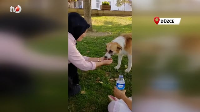 Sıcaktan Bunalan Köpeğe Şefkat Eli