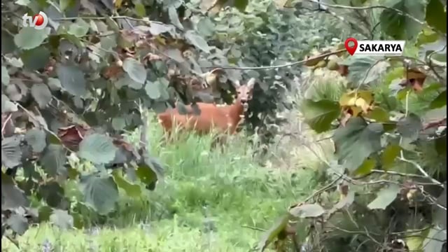 Fındık Bahçesini Temizlerken Gördüğü Karacaya Seslendi