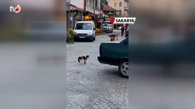 Cesur Kedi Boyundan Büyük 3 Köpeğe Kafa Tutup Sokaktan Geçirmedi