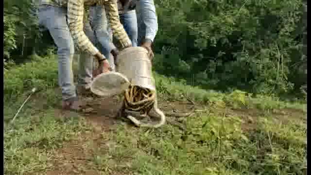 सर्पमित्र आशिष कलुरे यांनी अनेक सापांना दिले जीवदान