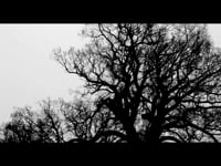 Bande annonce