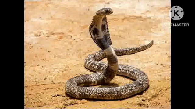 बांका में दो अलग-अलग जगहों में सर्प दंश से एक 12 वर्षीय लड़की एवं 58 वर्षीय वृद्ध की मौत 