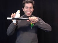Wand to Dove