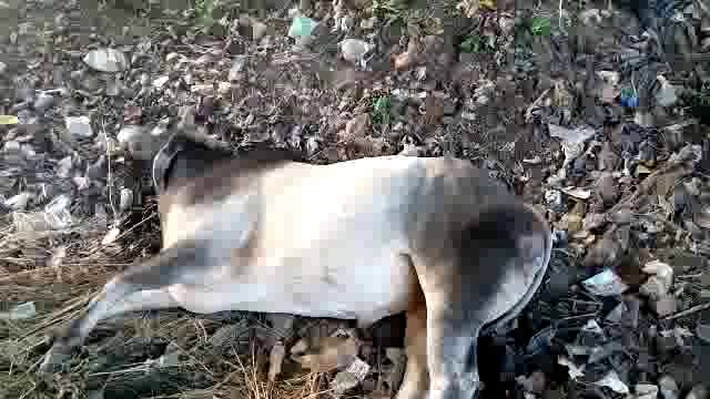 कीटनाशक दवा का सेवन करने से गोवंश हुआ अचेत: गौरक्षक सागर कौशिक ने भिजवाया सुरभि गौशाला गोवर्धन