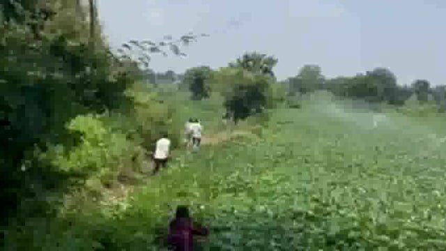 डोंगरशेवली शिवारात अस्वलांचा धुमाकूळ,3 पिल्ल्यांसह अस्वल दिसल्याने शेतकरी भयभीत