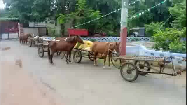 अमरपुर पुलिस ने बालू लदी सात घोड़ा गाड़ी को किया जप्त बालू तस्करों में मचा हड़कंप 