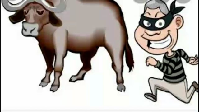 दिघंची मध्ये जनावराच्या गोठ्यातून म्हैशीची चोरी