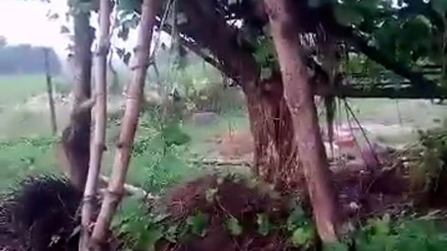 इटियाथोक क्षेत्र के ग्राम पंचायत बिरमापुर में तेंदुआ दिखने से लोगों में दहशत