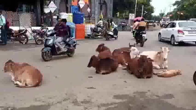 बुलडाणा शहरातील रस्त्यांवर कुत्रे आणि मोकाट जनावरांमुळे अपघाताला निमंत्रण,मनसे ने दिलं आंदोलनाचा इशारा