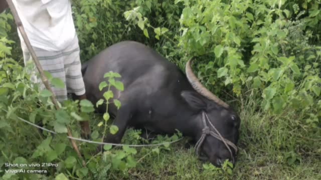 हकनकवाडी येथे शॉक लागून शेतकऱ्यांच्या सव्वा लाख रुपयांच्या दोन म्हशी ठार