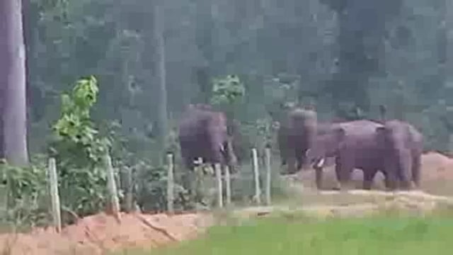 वाड्राफनगर वन परिक्षेत्र में हाथियों का आतंक