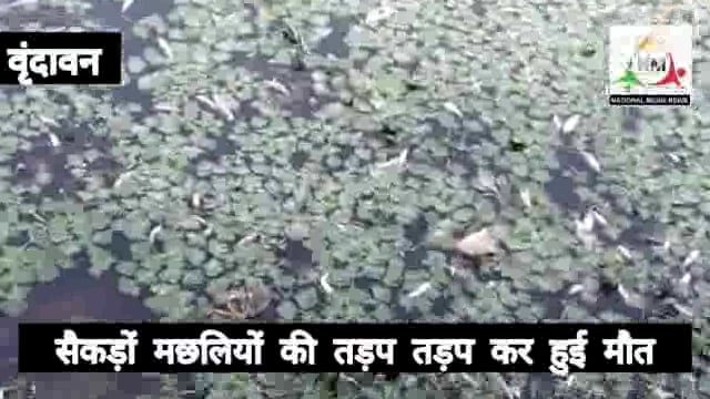 सिंघाड़े करने को डाली गई जहरीली दवा से सैकड़ों मछलियों की तड़प तड़प कर हुई मौत।