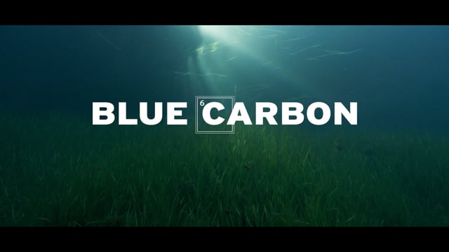 Blue Carbon - Die Superkraft der Natur