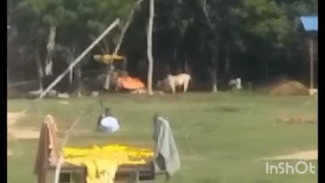 गौशालाएं बनी गोवंशों के लिए कब्रगाह, भोजन चारे व देखभाल के अभाव में आए दिन हो रही है गोवंशों की मौतें जिम्मेदार मौन