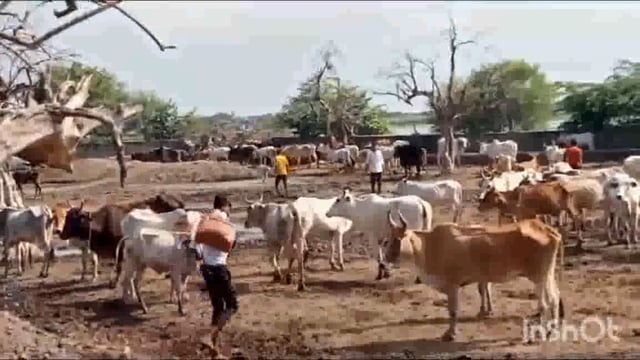 गौशाला में मृत मिलीं गायों के मामले में सीडीओ के आदेश पर उधर प्रधान व सचिव एव केअर टेकर के खिलाफ रिपोर्ट दर्ज