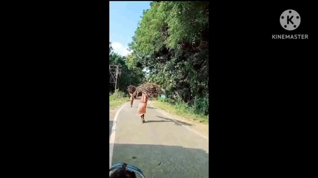 फूलीडूमर प्रखंड क्षेत्र के जंगलों से हरे पेड़ों की कटाई जोरों पर, वन विभाग उदासीन