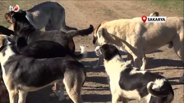 80 Köpeği Boş Araziye Bıraktılar