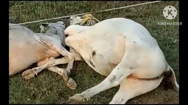 सिरदला प्रखंड के बाराघाट में करंट से दो जुड़वा बैल की हुई मौत