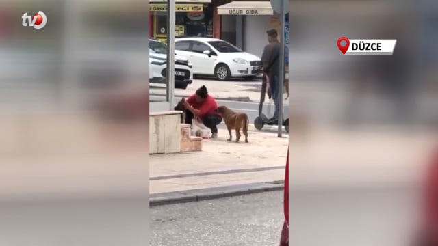 Köpekleri Tek Tek Temizledi