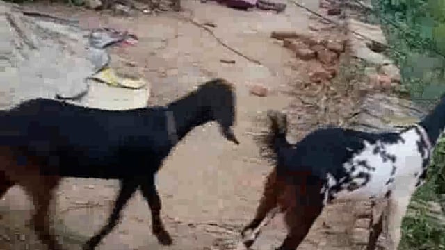 भाईसहवा में पिता ने अपने तीन बच्चों को मारने की कि कोशिश वीडियो वायरल