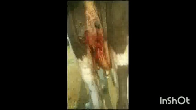 गोवर्धन बृजवासी गौ रक्षक दल द्वारा घायल गौ माता को अस्पताल पहुंचाया गया