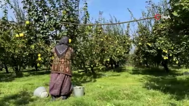 Sapından yaprağına kadar değerlendirilen Ayva’da hasat başladı