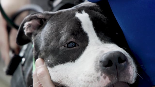 4 Paws 1 Heart