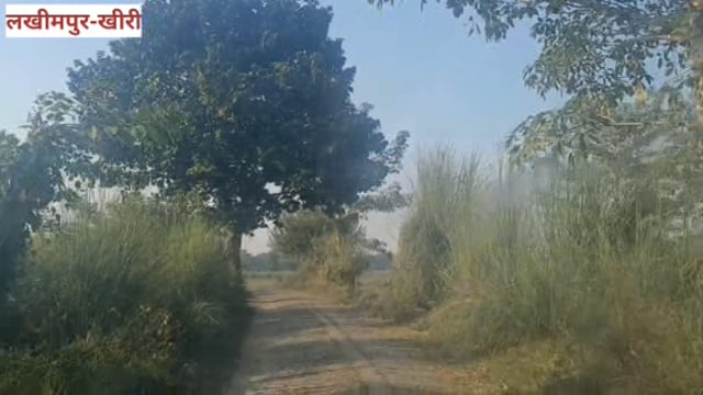 लखीमपुर में टाइगर की चहलकदमी से ग्रामीणों में दहशत