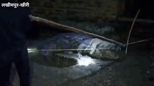 घर में मगरमच्छ घुसने से मचा हड़कम्प