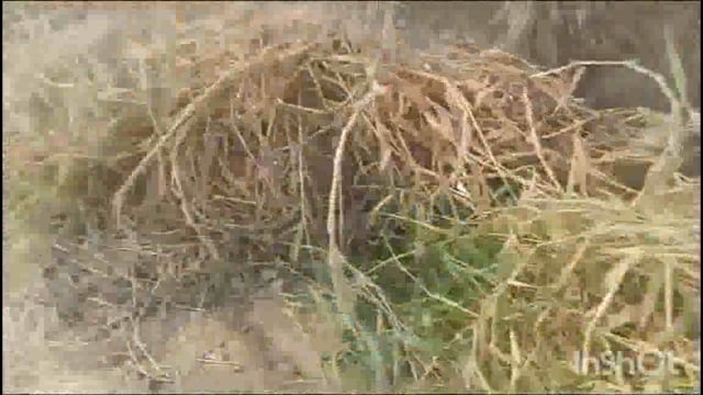 थाना फरह क्षेत्र कुरकंदा माइनर जेसीबी द्वारा सफाई की गई सफाई केवल दिखावटी की गई फॉर्मेलिटी पूरी की गई