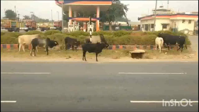 थाना फरह नेशनल हाईवे आवारा घूमती गौ माता जगह-जगह गौशाला होने पर भी