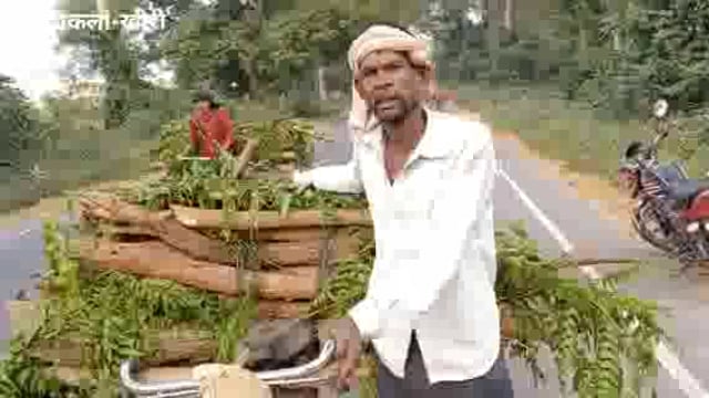 दुधवा में मजदूरों को पैसे के बदले दी जाती है जंगल की बेशकीमती लकड़ी