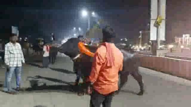 गवळी समाजाने महालक्ष्मी मंदिराला फिरवल्या म्हशी व रेडे,लोकांचे वेधले लक्ष