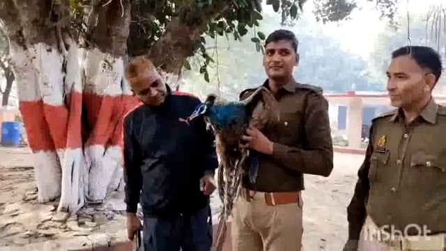 सुरीर थाना क्षेत्र में कुत्तों ने राष्ट्रीय पक्षी को किया घायल मौके पर पहुंची पुलिस ने जान बचाई और उपचार में लगी