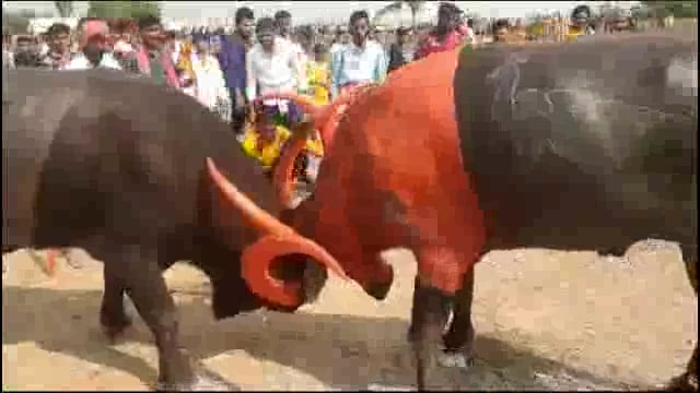 शहरात रेड्याच्या झुंजीचा थारार पाहण्यासाठी लोकांनी केली गर्दी