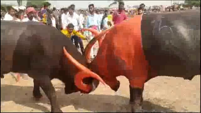 रेड्याच्या झुंजी लावणे आले अंगलट,शहर पोलीस ठाण्यात आयोजकांवर गुन्हे दाखल