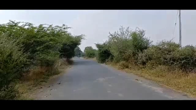 लोणी ते तोंडार रस्त्यावर झाडे वाढली,सार्वजनिक बांधकाम विभागाचे अभियंता देवकर यांचे दुर्लक्ष