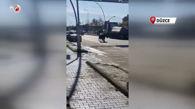 Başı Boş Hayvanlar Trafiği Tehlikeye Atıyor