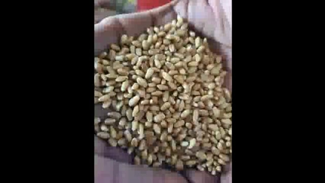 आटपाडी मध्ये शेतकऱ्यांना दिले जाणारे अनुदानित बियाणे निकृष्ट दर्जाचे; कृषी विभागाच्या विरोधात आंदोलनाची तयारी