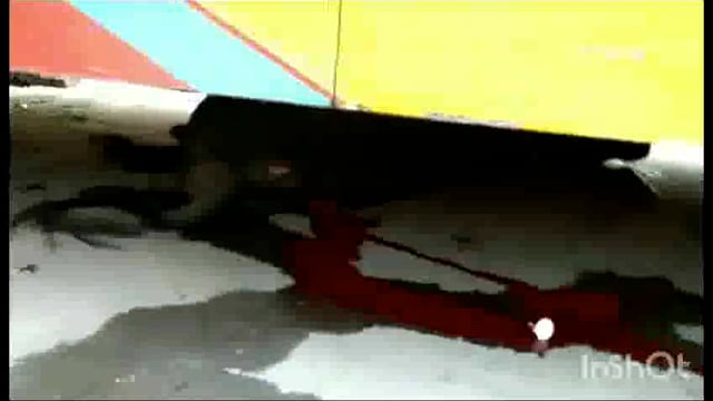 आगरा बलकेश्वर मंदिर के सामने टूरिस्ट बस के हुए ब्रेक फेल गौ माता की गई जान बड़ा हादसा होने से टला