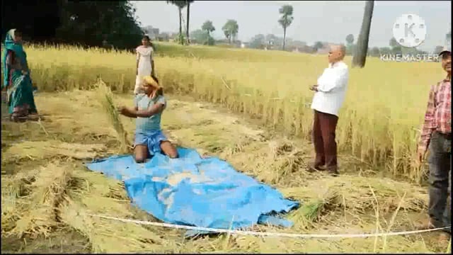 सिरदला प्रखंड के जेहलडीह गांव में धान फसल का क्रॉप कटिंग कर उपज दर किया गया संपादित