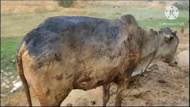 डमर कुरहा गांव में आग लगने से एक बैल झुलसा ₹50000 का हुआ नुकसान