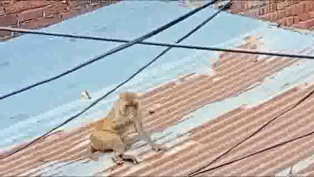 शाहजहांपुर सुभाष नगर कॉलोनी मे छत से गिरने से बंदर के पैर हुए फैक्चर