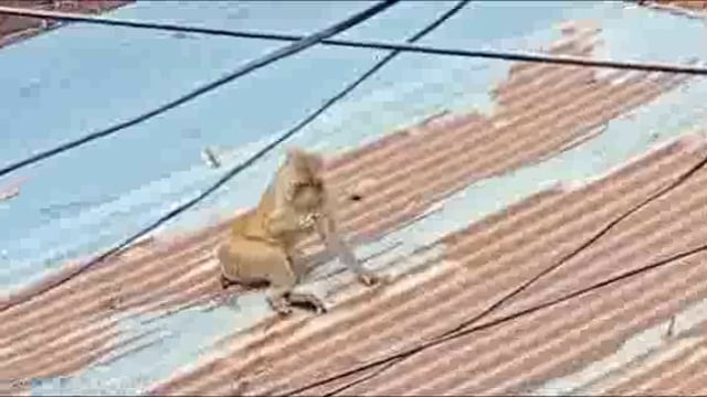 शाहजहांपुर सुभाष नगर कॉलोनी मे छत से गिरने से बंदर के पैर हुए फैक्चर