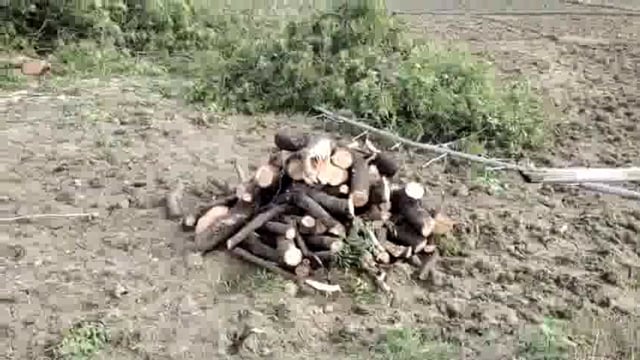 प्रतिबंधित हरे पेड़ों की कटाई, विभाग की आँख बंद